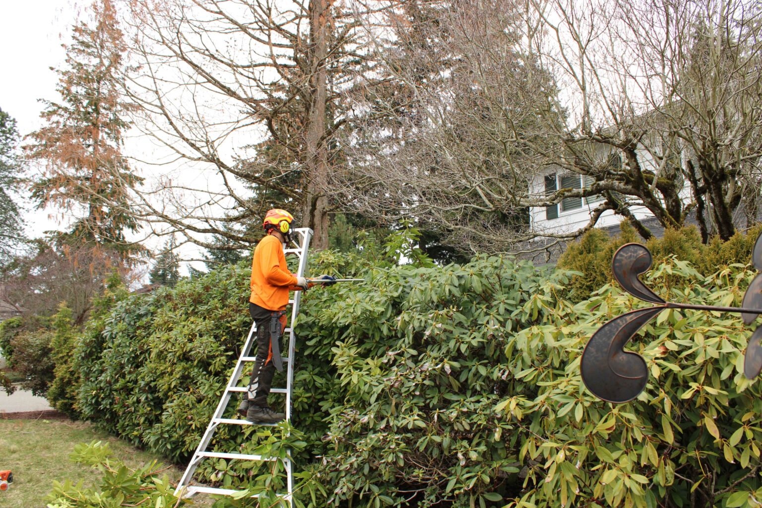Tree & Shrub Pruning Services | Enhance Health & Aesthetics