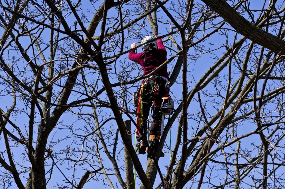 Tree Damage From Ice Storm: How Can You Treat It?