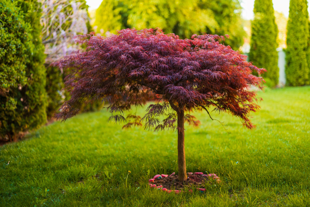 6 Beautiful Trees to Plant in a Small Front Yard