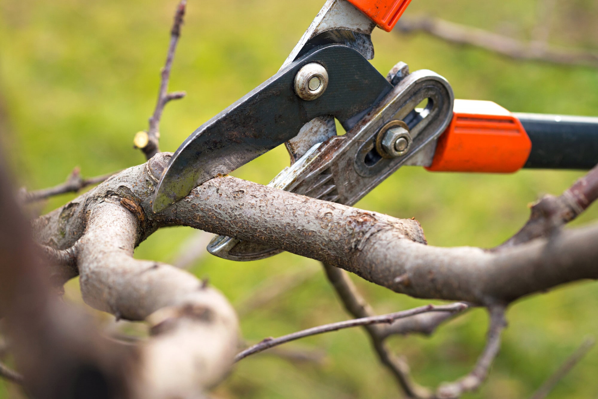 Four Must-Have Brush Cutting Tools