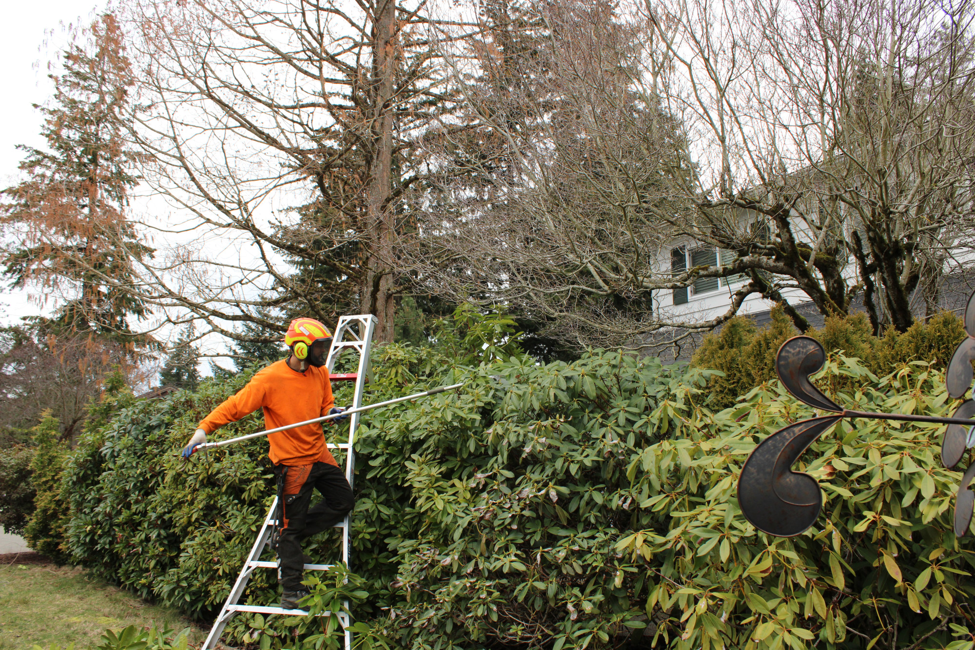 Spring Tree Care: How to Prepare Your Trees for Spring