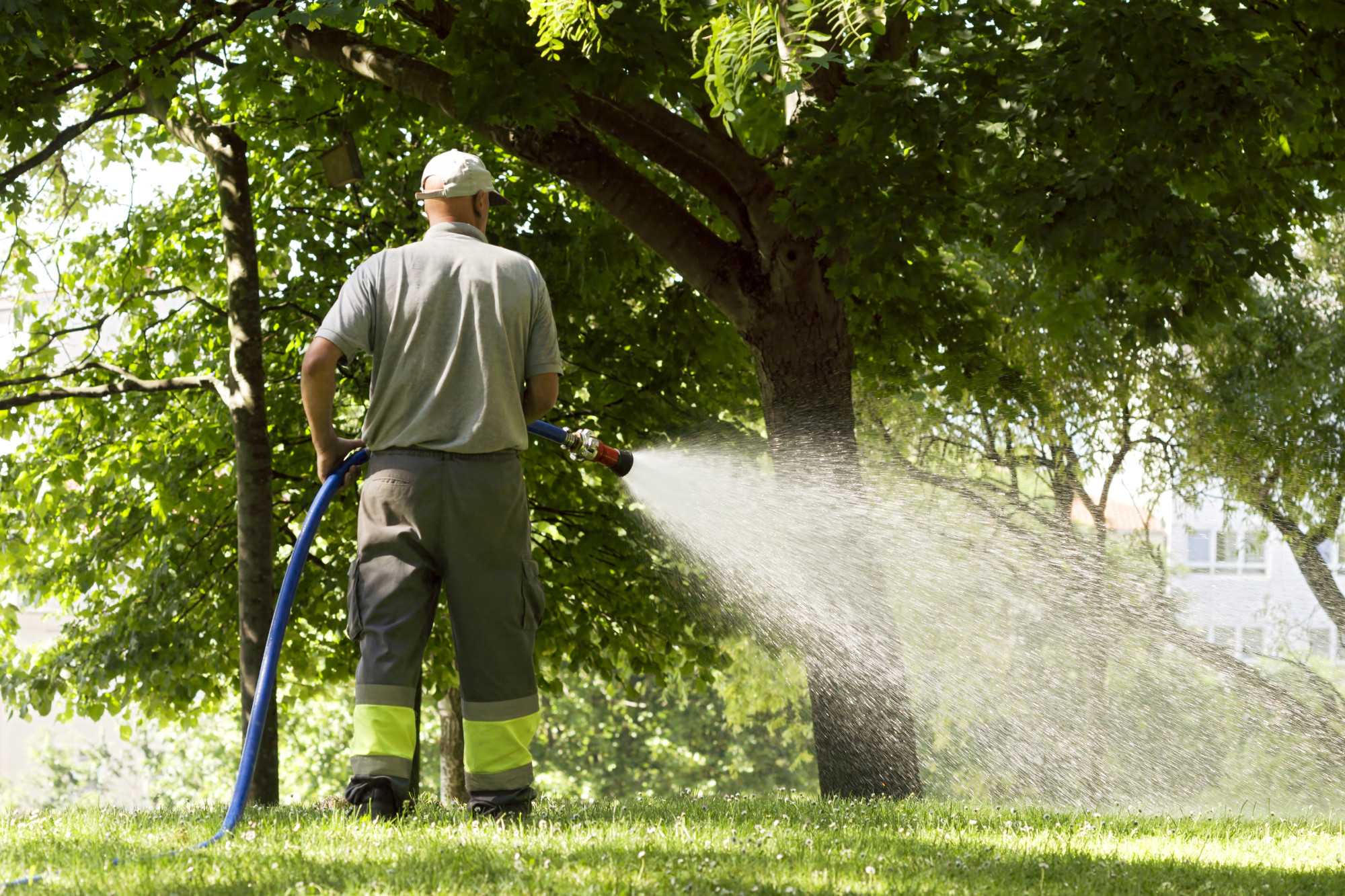 The Best Way to Water Trees