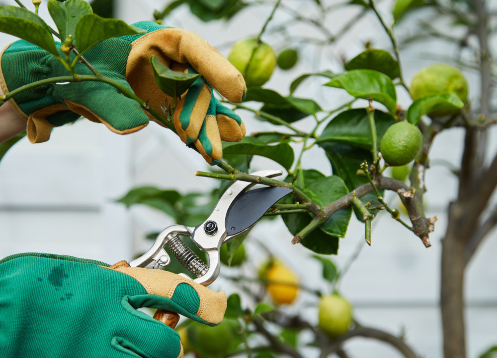 When to Prune Trees and Shrubs