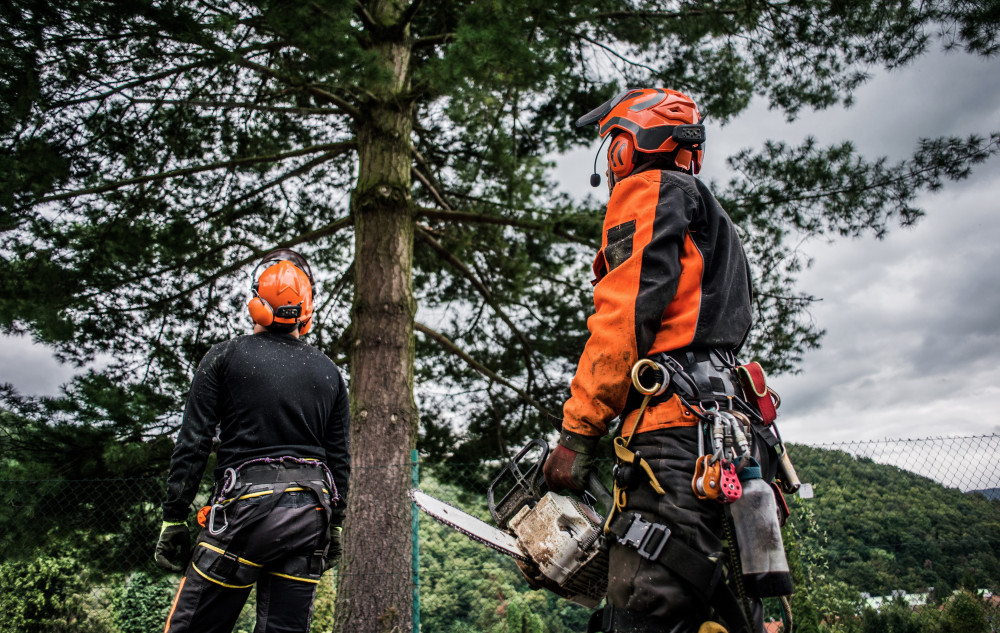 What Are ISA-Certified and Professional Arborists?