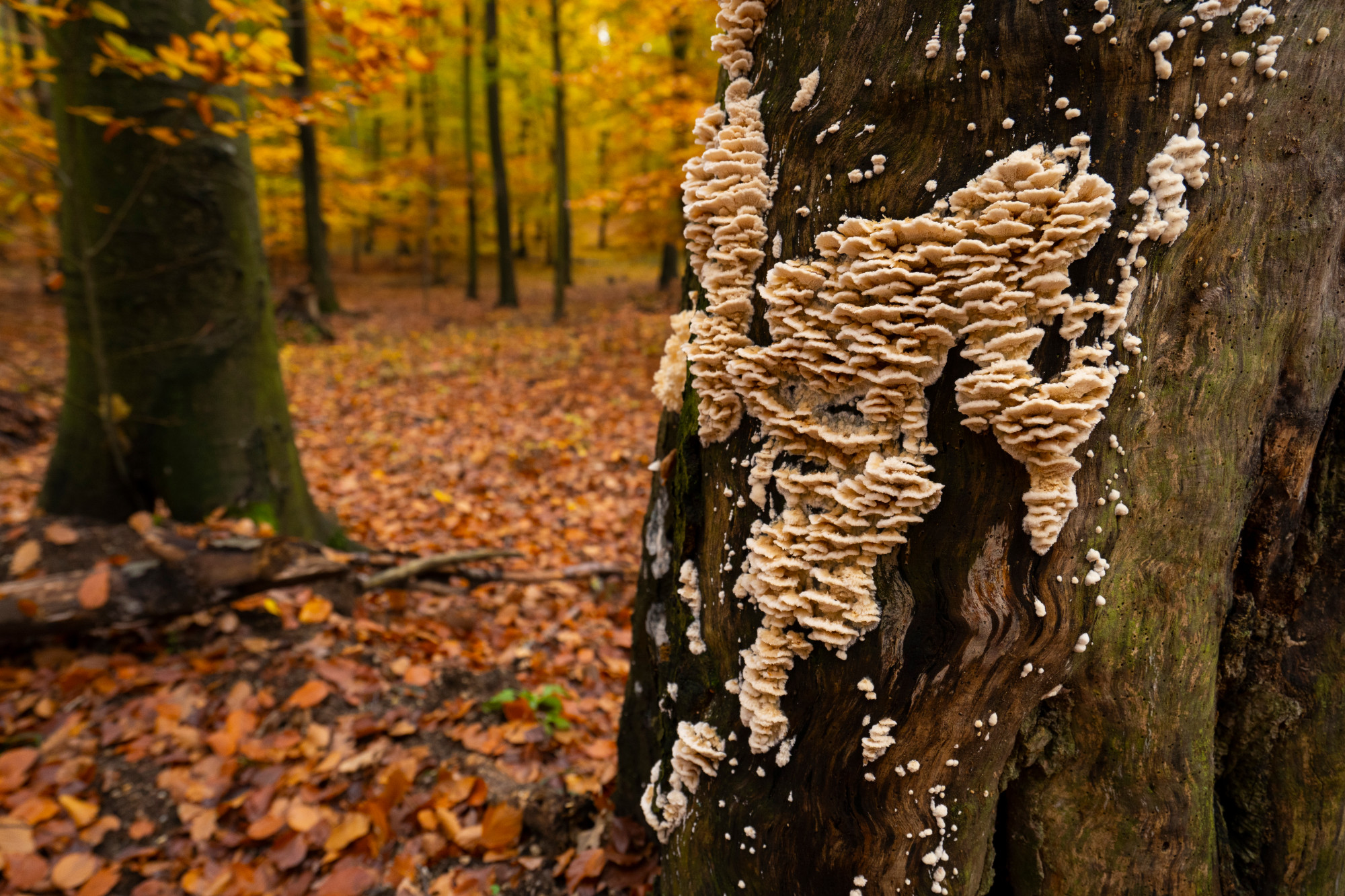 Wood Decay in Trees: Is Your Tree at Risk of Failure?